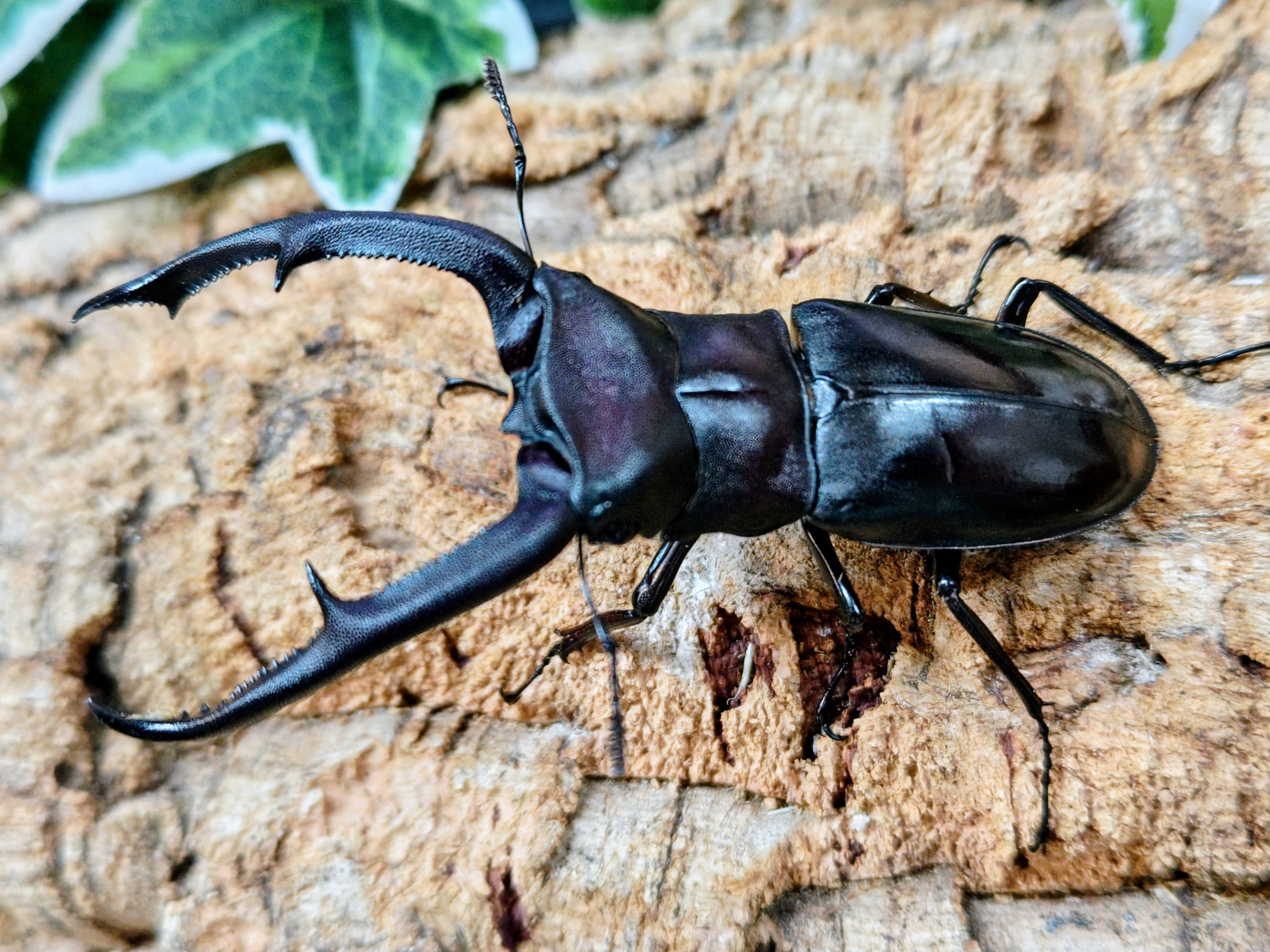 2026.6.9.新入荷!! – クワガタムシ・カブトムシ昆虫専門店COLORS
