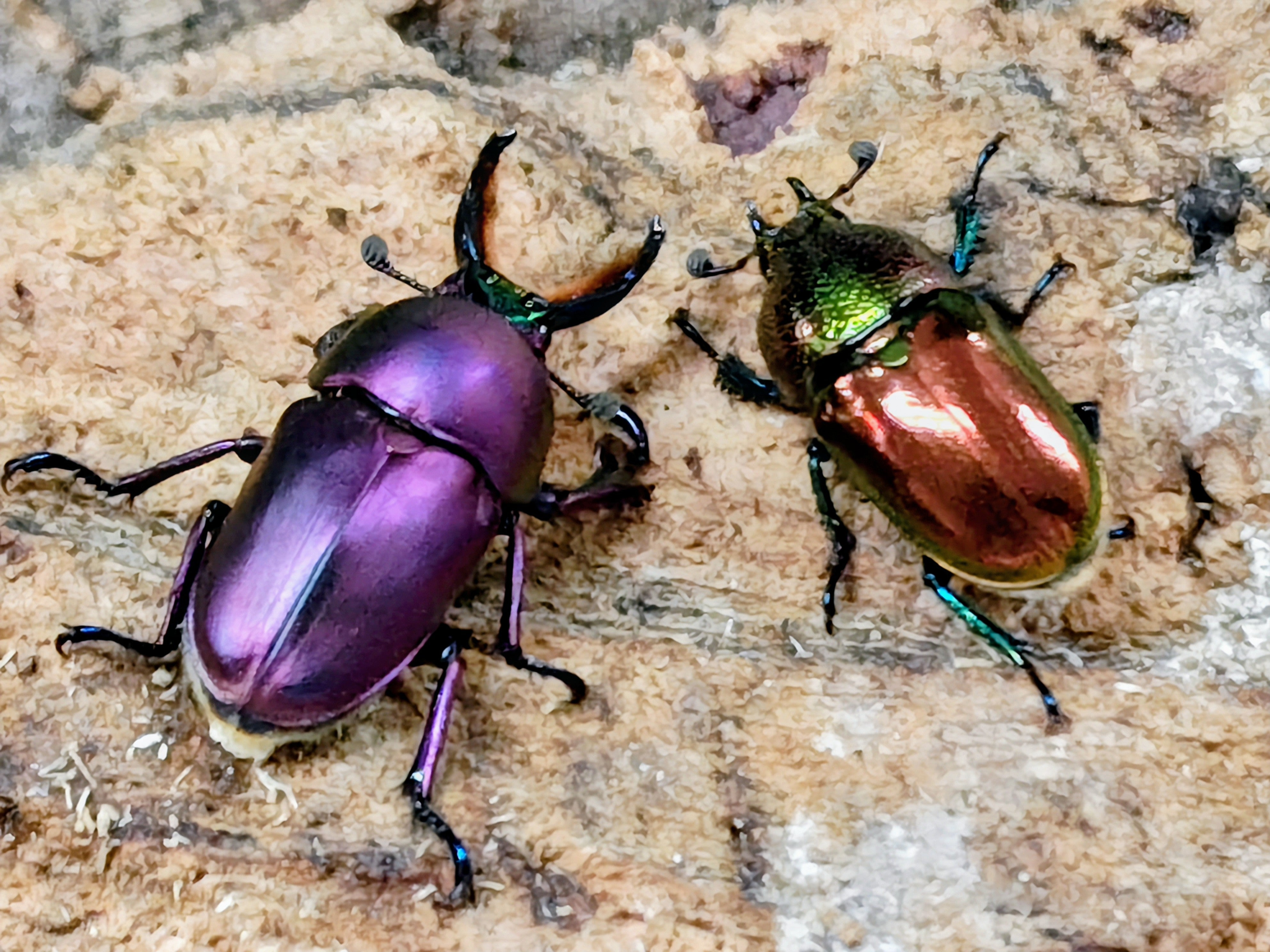 2026.6.13.新入荷!! – クワガタムシ・カブトムシ昆虫専門店COLORS