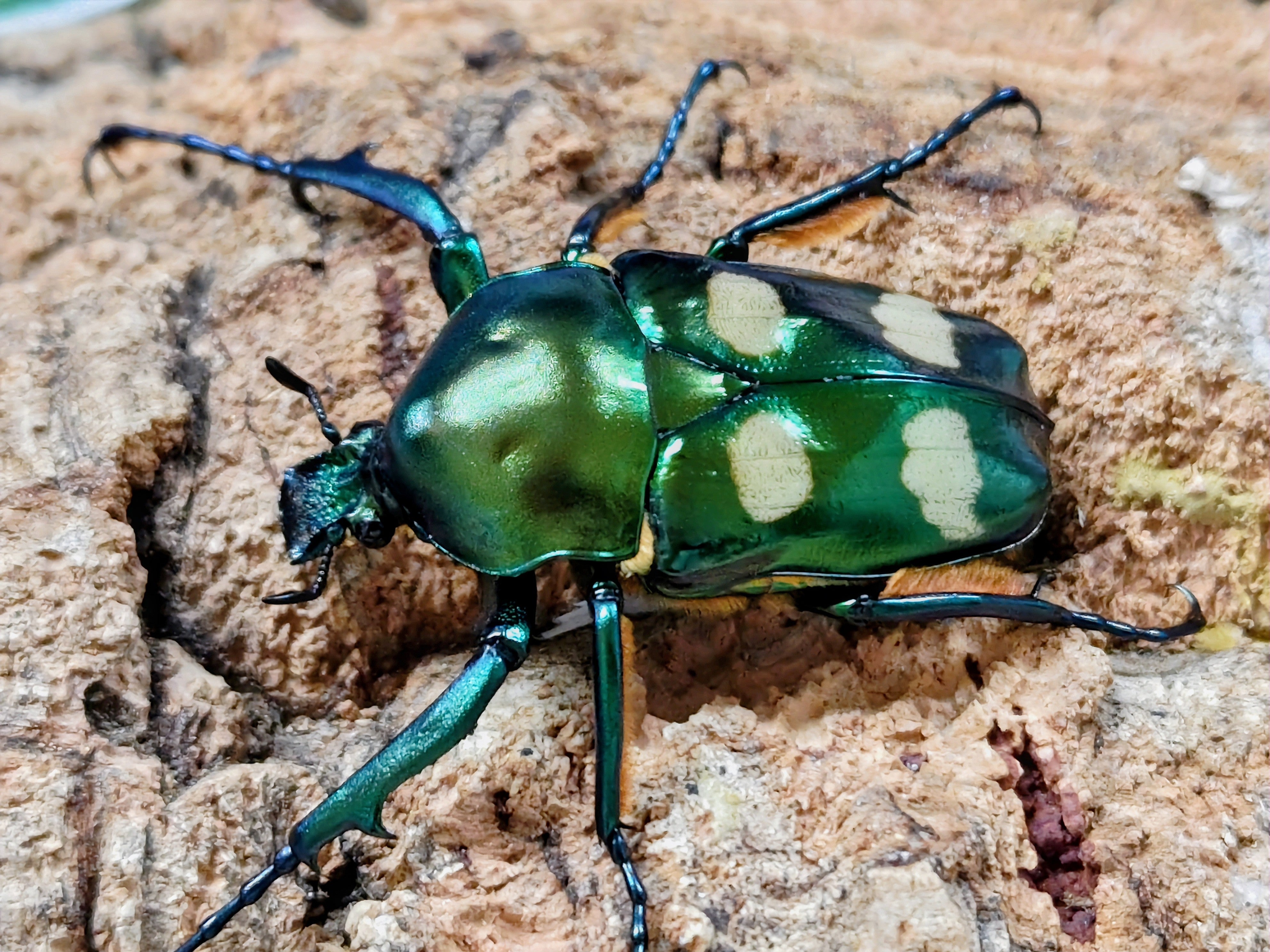 2026.7.2.新入荷!! – クワガタムシ・カブトムシ昆虫専門店COLORS