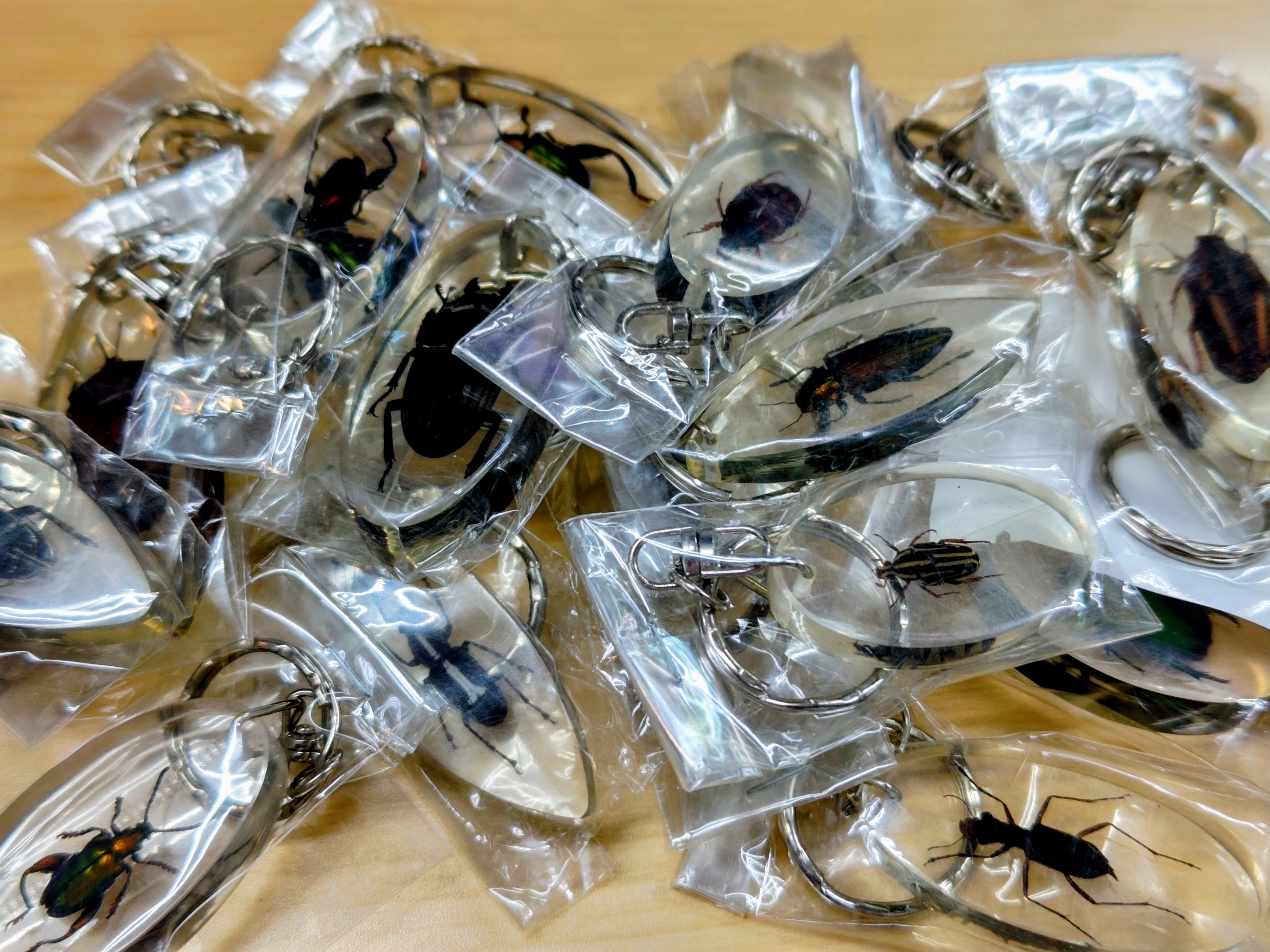 INSECT DISCOVERY 2026-9月先着100名様プレゼント!! – クワガタムシ