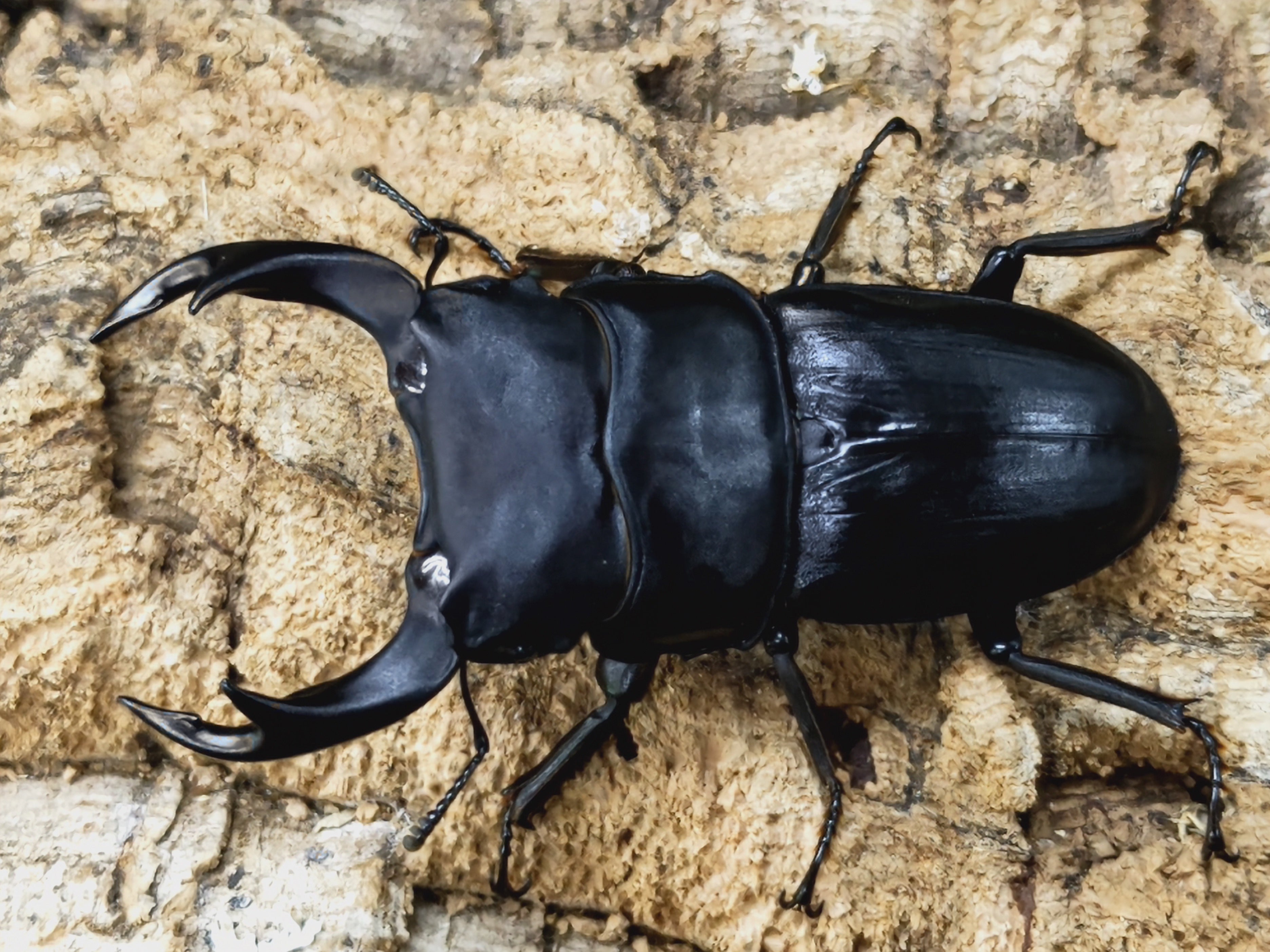 カブトムシ クワガタ 販売可能リスト - その他