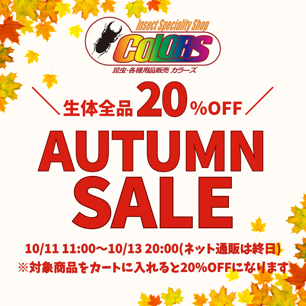 終了しました】【昆虫生体20%OFF】店頭&ネット通販オータムセールの 終了しました】【昆虫生体20%OFF】店頭&ネット通販オータムセールの