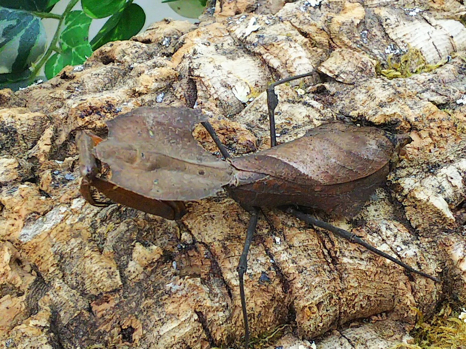 メダマカレハカマキリ – タグ 