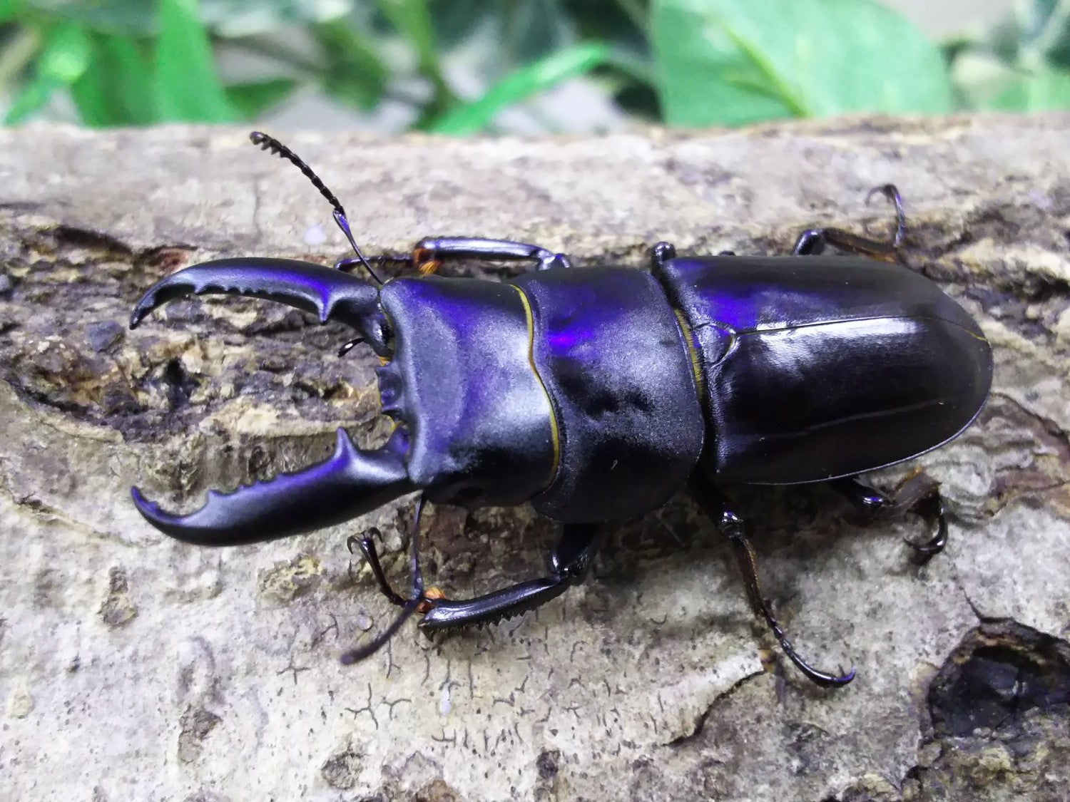 チョウセンヒラタクワガタ亜種akahorii – クワガタムシ・カブトムシ