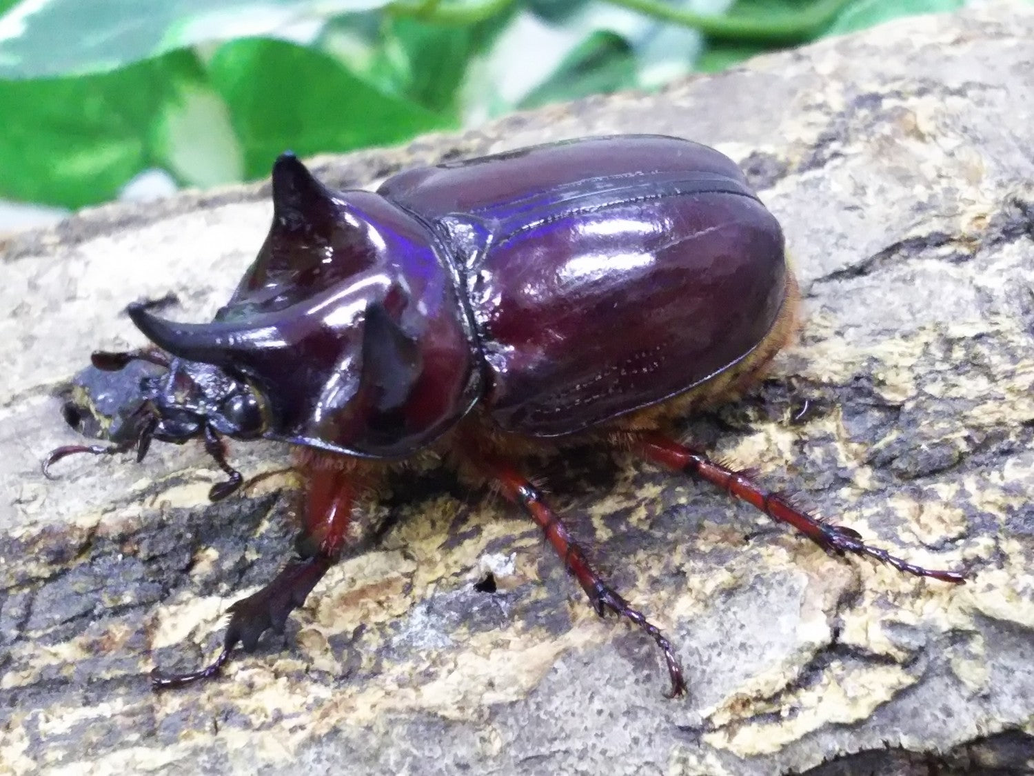 ペルビアヌスミツノカブト – クワガタムシ・カブトムシ昆虫専門店COLORS