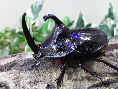 カブトムシ 6-33 純金（K24）製 兜虫(カブトムシ) ALPBK036 |K24 純金