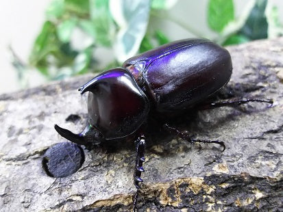 cat168_mv.jpg?v=1649646258