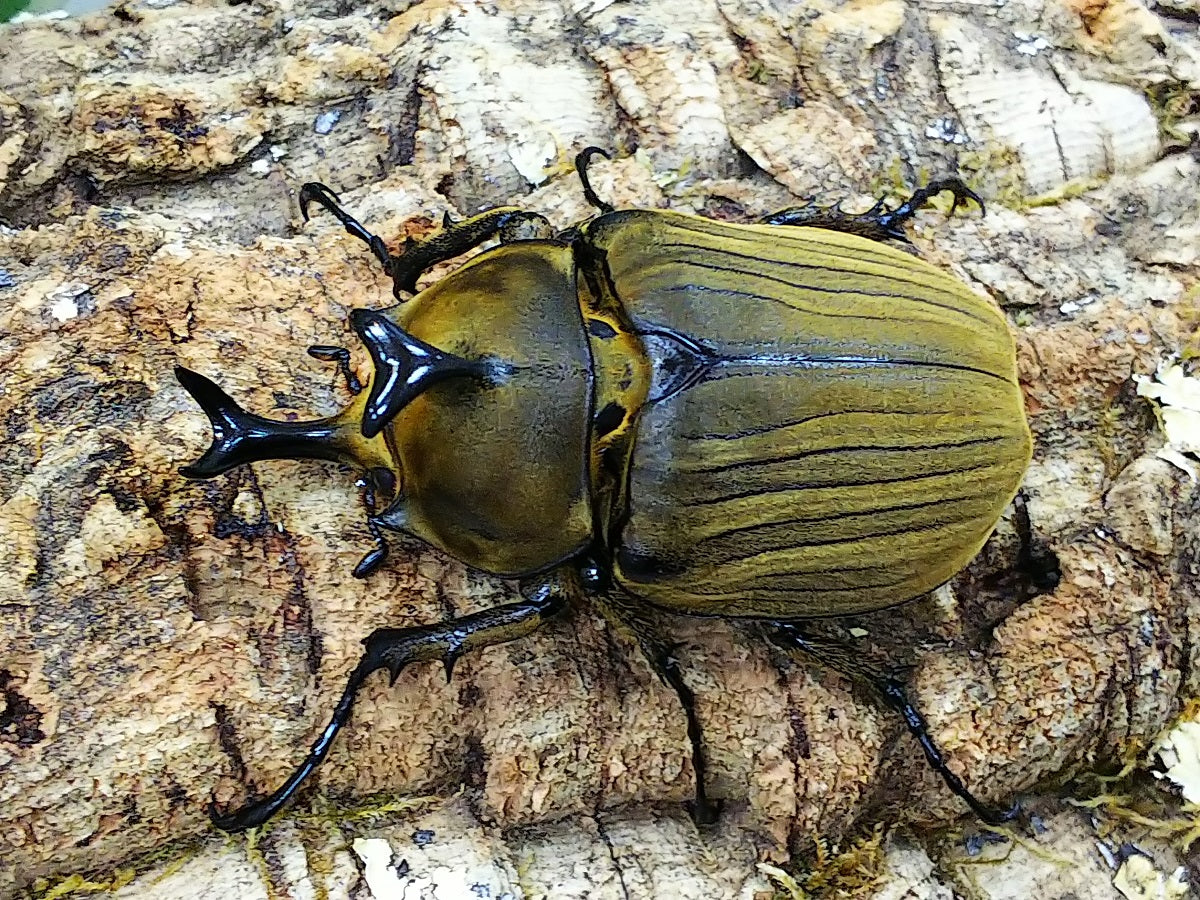 アヌビスゾウカブト – クワガタムシ・カブトムシ昆虫専門店COLORS