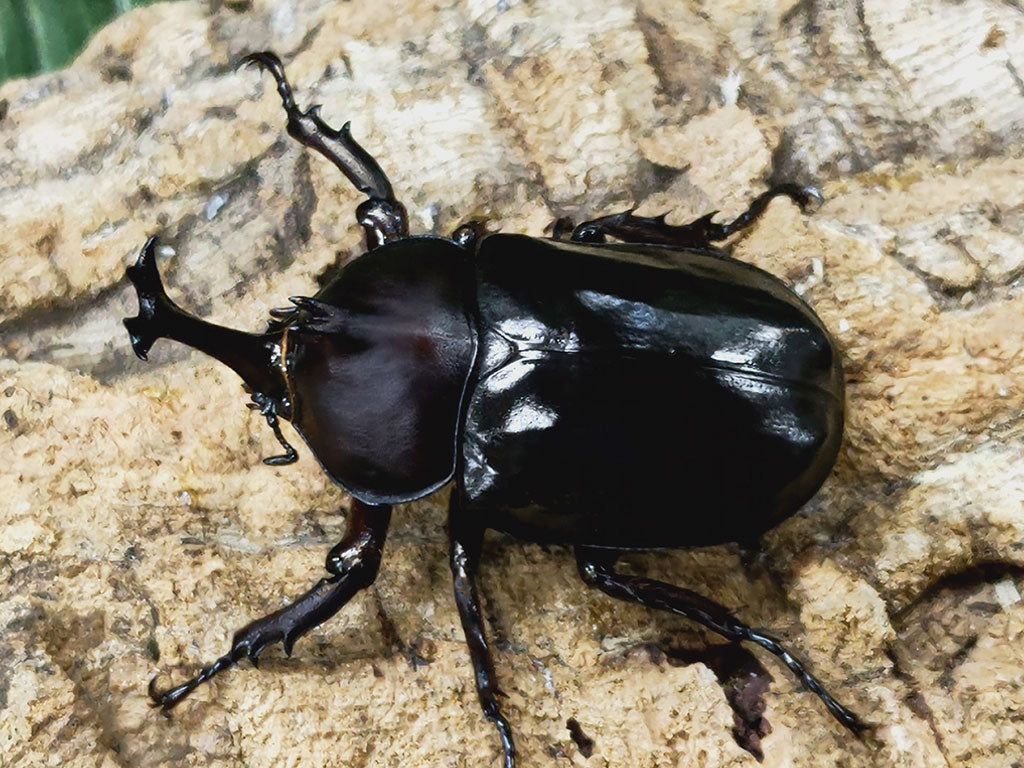 オキナワカブトムシ – クワガタムシ・カブトムシ昆虫専門店COLORS