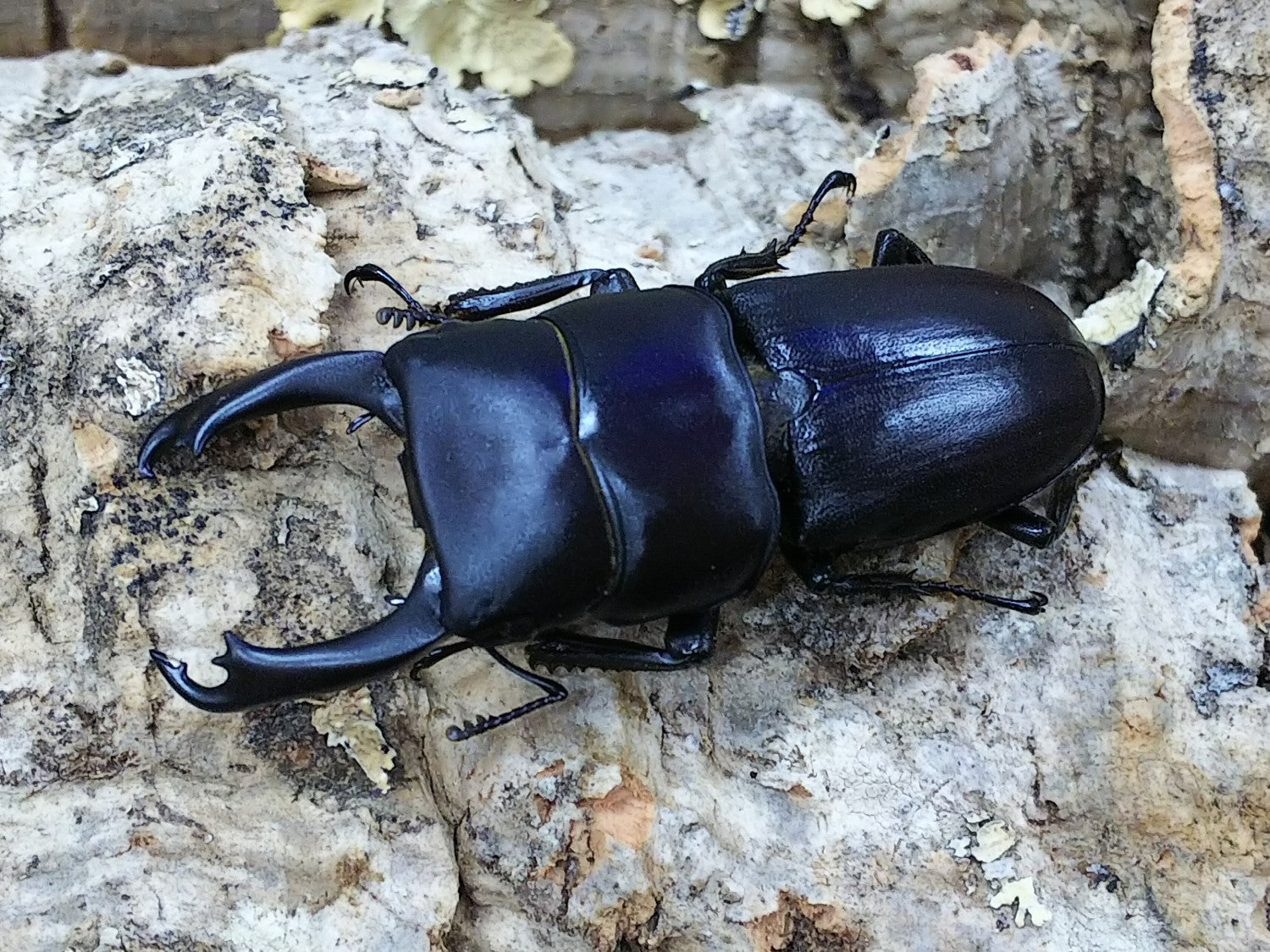 ライヒヒラタクワガタ(原名亜種) – タグ 