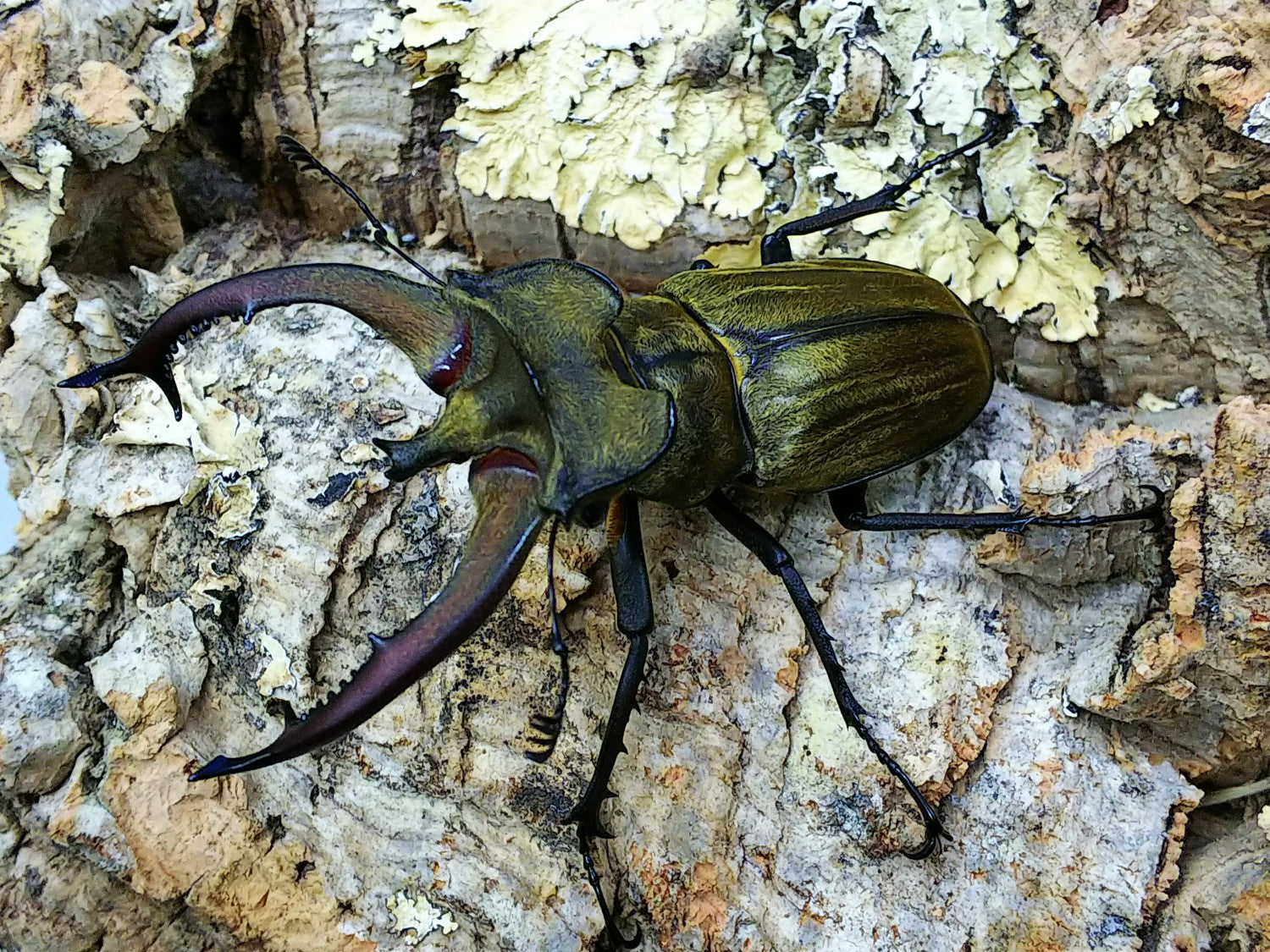 ルニフェルミヤマクワガタ(原名亜種) – クワガタムシ・カブトムシ昆虫