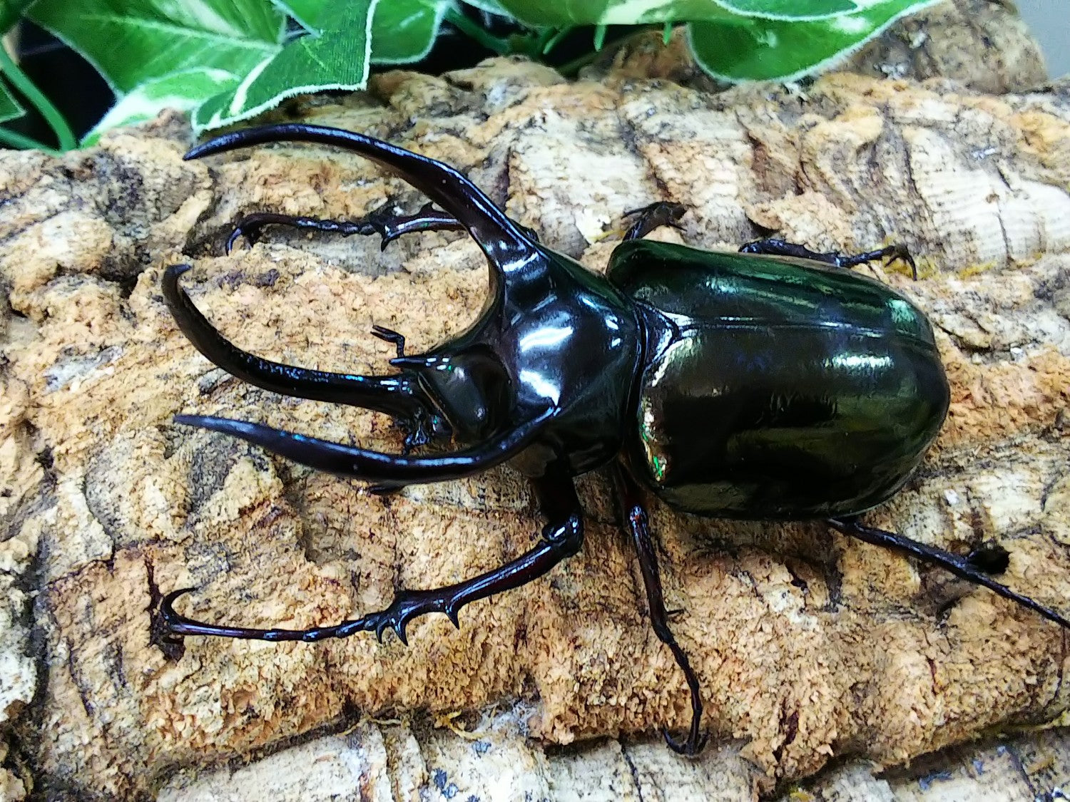 アトラスオオカブト(原名亜種) – クワガタムシ・カブトムシ昆虫専門店