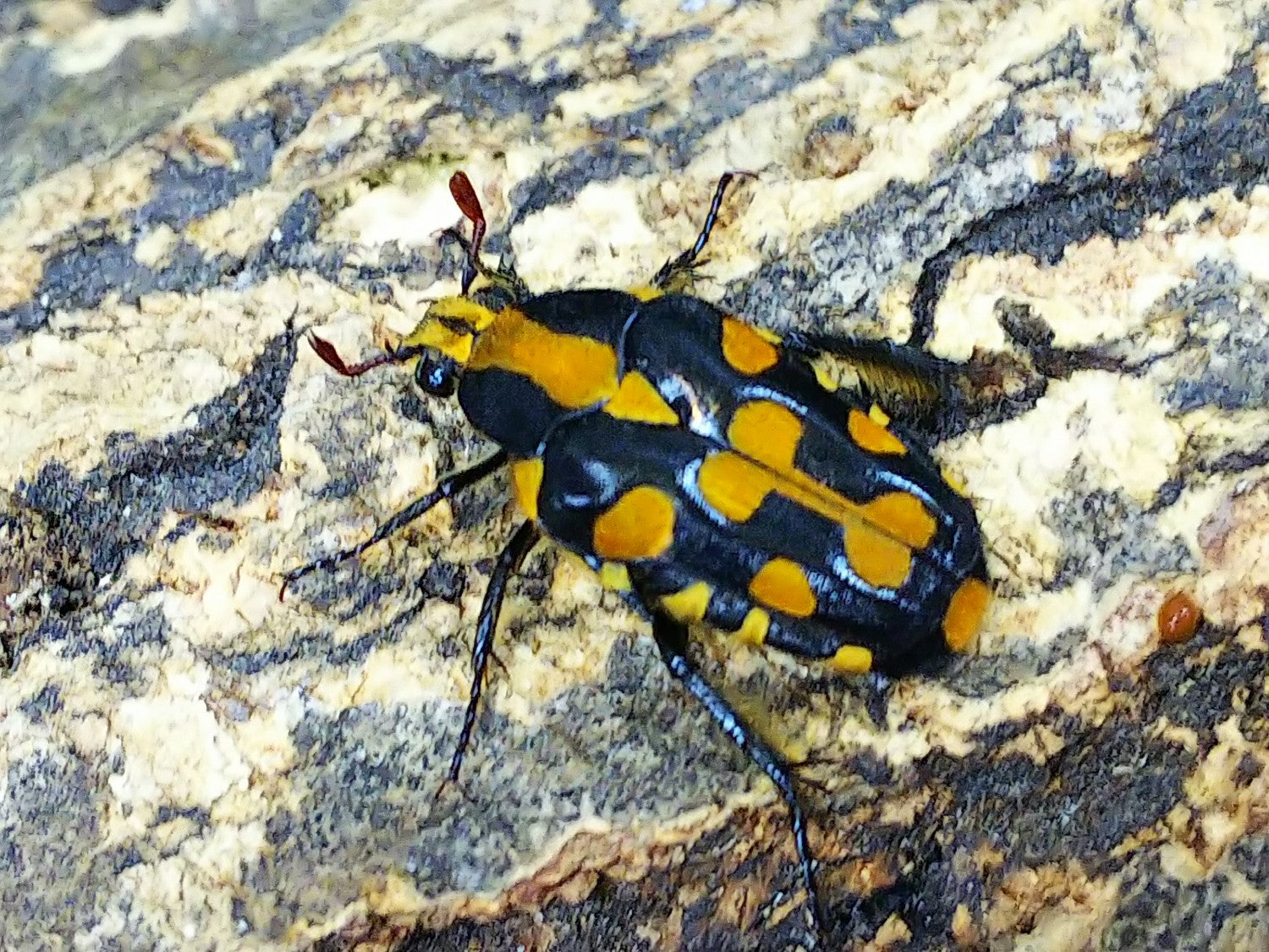 モウホットチビエグリハナムグリ – クワガタムシ・カブトムシ昆虫専門