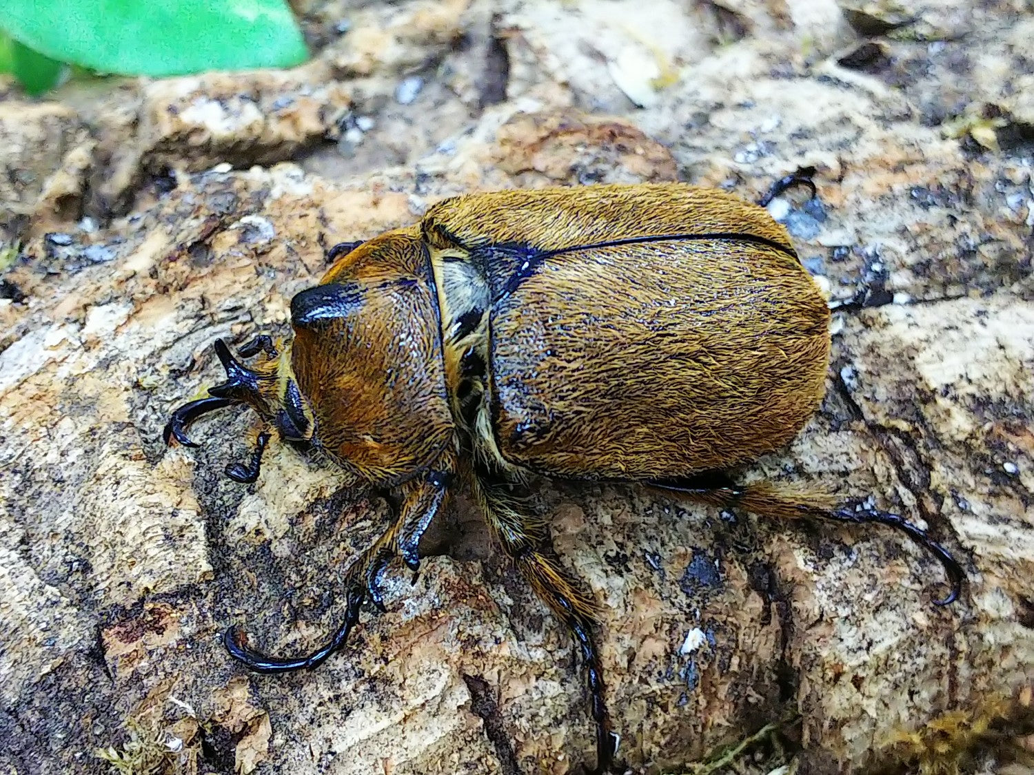 ペーニャヒメゾウカブト – クワガタムシ・カブトムシ昆虫専門店COLORS