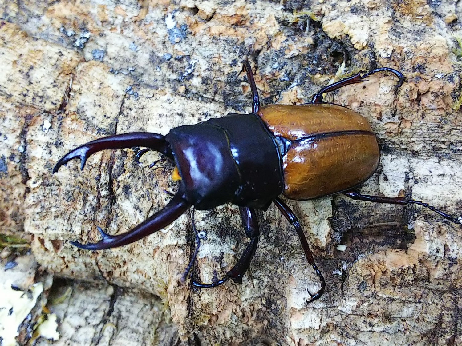 サラシンツヤクワガタ – クワガタムシ・カブトムシ昆虫専門店COLORS