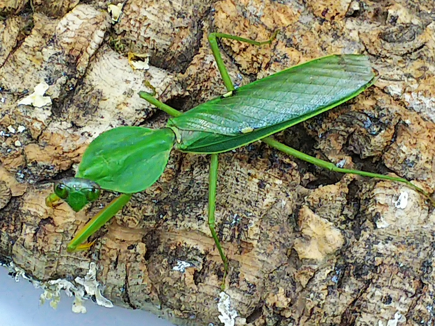 マレーマルムネカマキリ – クワガタムシ・カブトムシ昆虫専門店COLORS