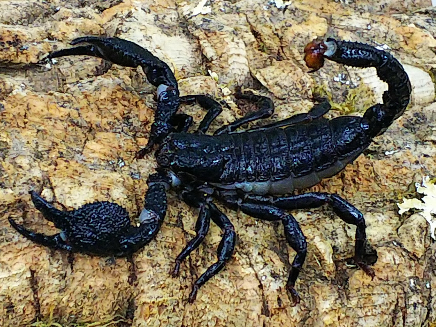 オオダイオウサソリ – クワガタムシ・カブトムシ昆虫専門店COLORS