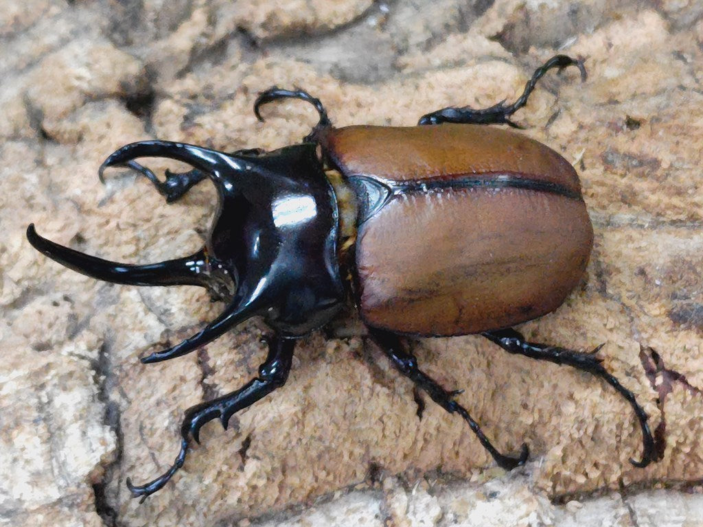 最高峰！サンボンヅノカブト 幼虫5匹 サンボンツノカブト - 虫類