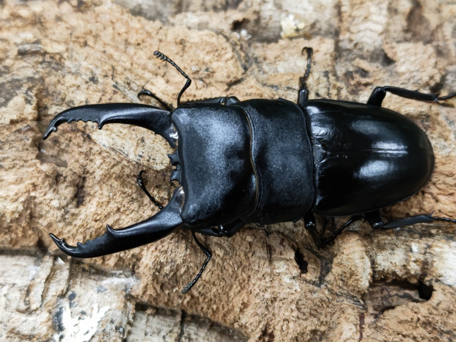 ウンナンヒラタクワガタ – クワガタムシ・カブトムシ昆虫専門店COLORS