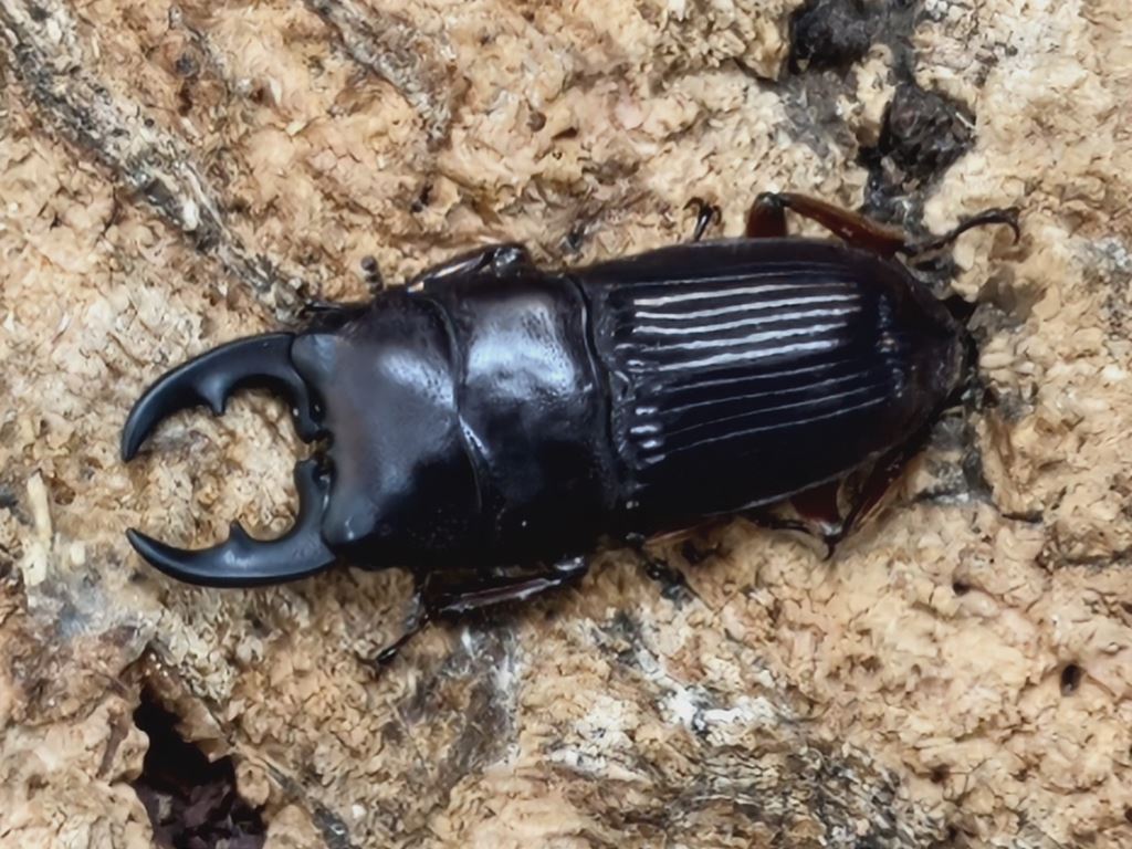 プンクティトラックスネブトクワガタ – クワガタムシ・カブトムシ昆虫