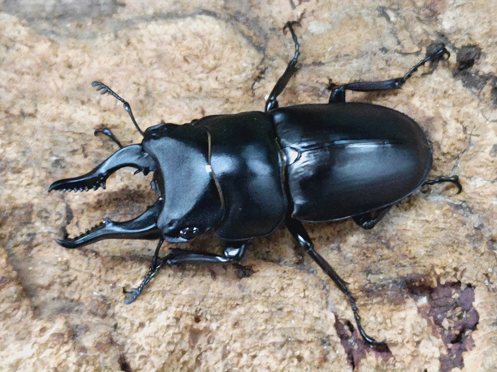 セリコルニスノコギリクワガタ – クワガタムシ・カブトムシ昆虫専門店COLORS