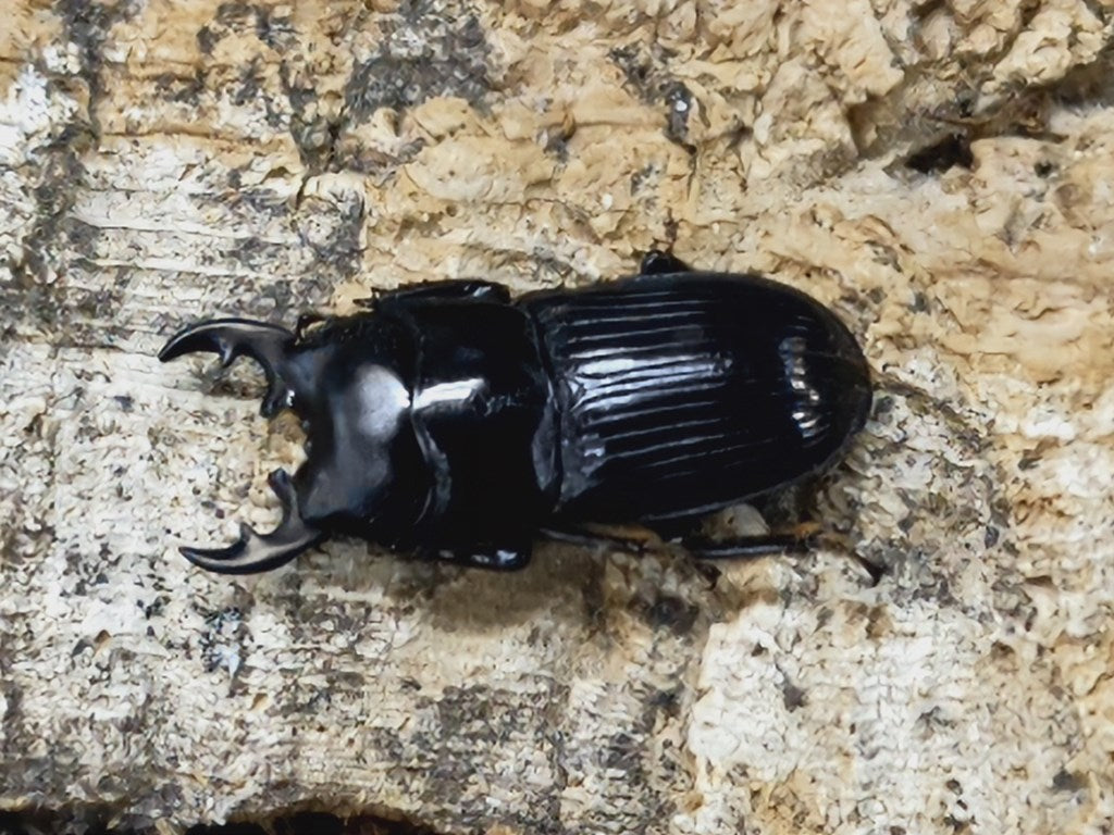 フィリピンネブトクワガタ(ネグロス亜種) – クワガタムシ・カブトムシ