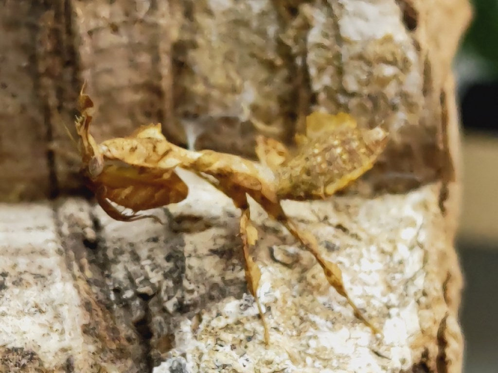 ゴーストマンティス – クワガタムシ・カブトムシ昆虫専門店COLORS