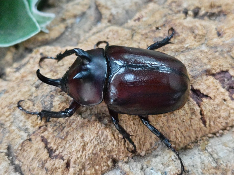 エンドウゴホンヅノカブト – クワガタムシ・カブトムシ昆虫専門店COLORS