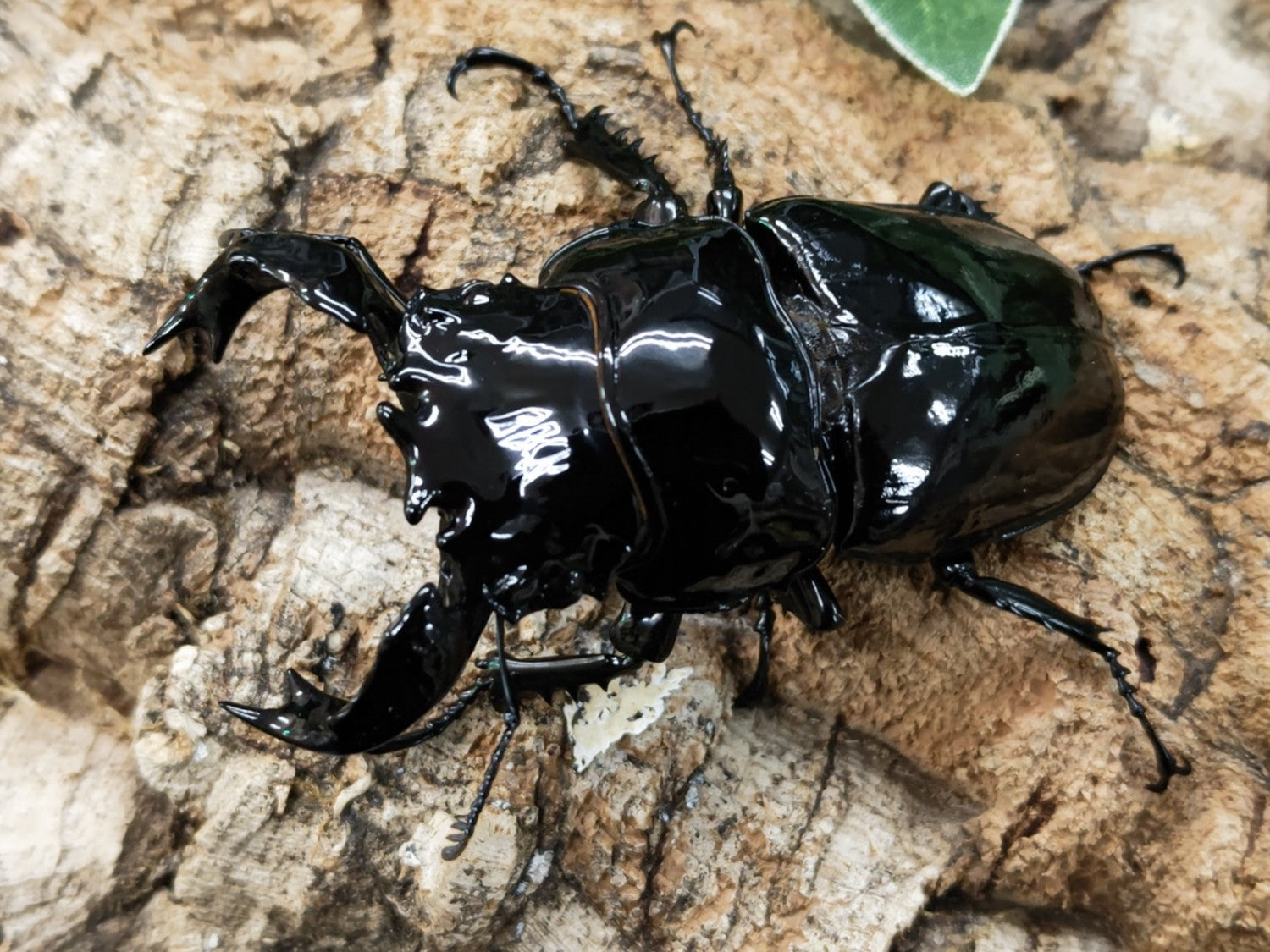 タランドゥスオオツヤクワガタ – クワガタムシ・カブトムシ昆虫専門店COLORS