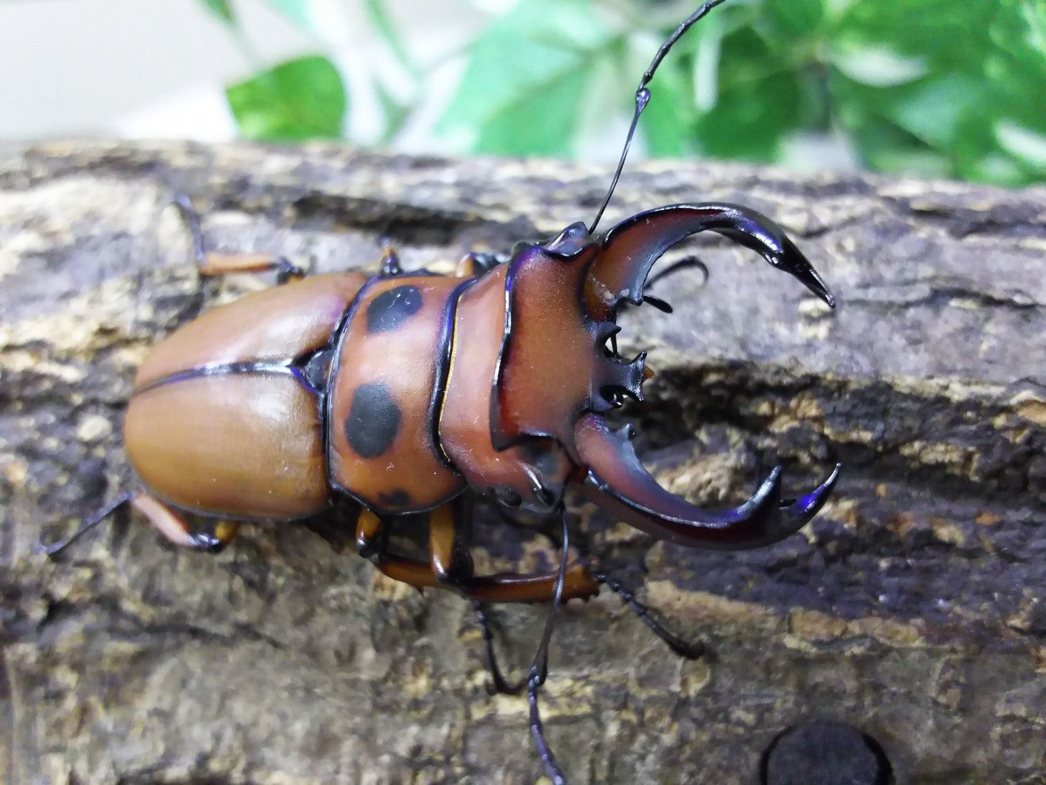 グラディアトールメンガタクワガタ – クワガタムシ・カブトムシ昆虫