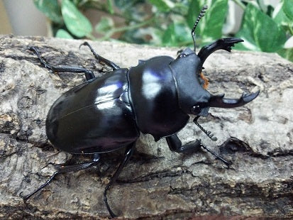 マキシムスマルバネクワガタ 原名亜種 ♂68.4㎜ ベトナム 標本 マキシムスマルバネクワガタ 原名亜種 ♂68.4㎜ ベトナム 標本