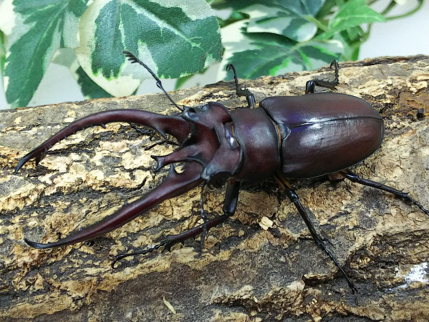 【外国産クワガタ標本】ヘルマンミヤマクワガタ♂/江西省.九江産/82.1mm 外国産クワガタ標本】ヘルマンミヤマクワガタ♂/江西省.九江産