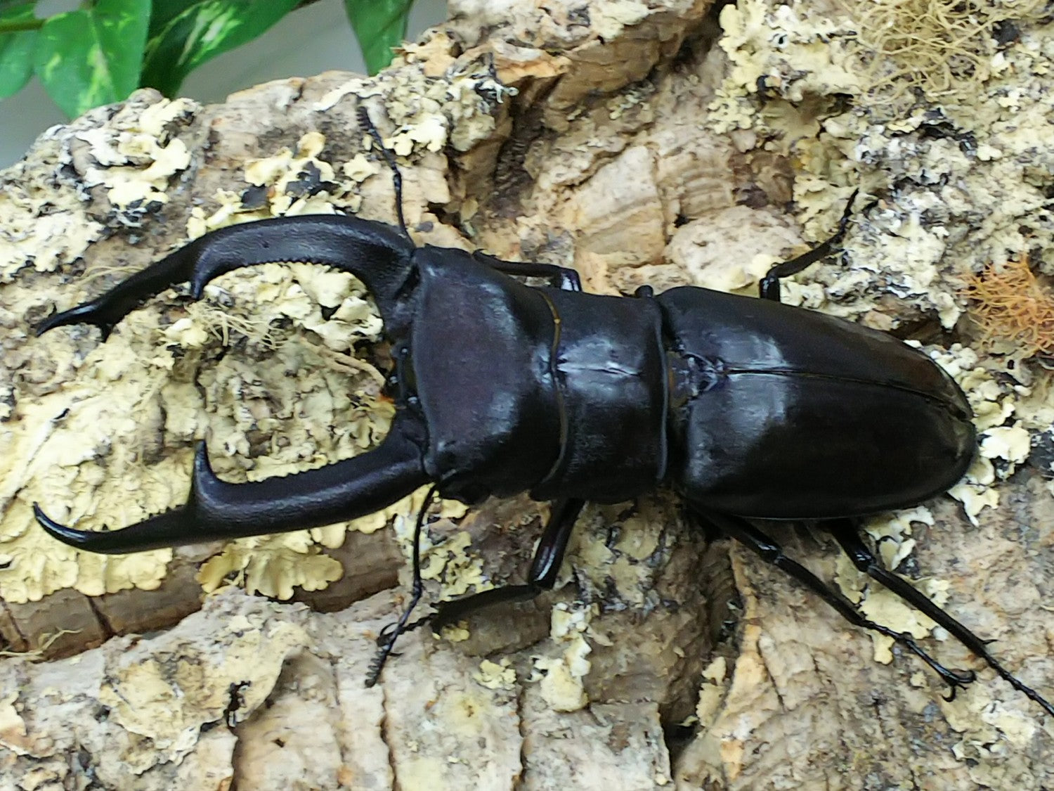 マンディブラリスフタマタクワガタ – クワガタムシ・カブトムシ昆虫専門店COLORS