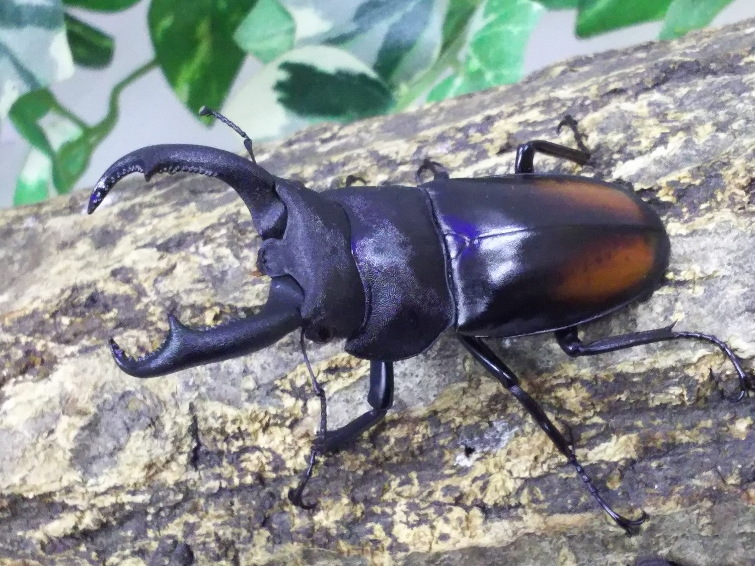 ※大型　良型　マキシカクワガタ♂野外標本 大型良型マキシカクワガタ♂野外標本