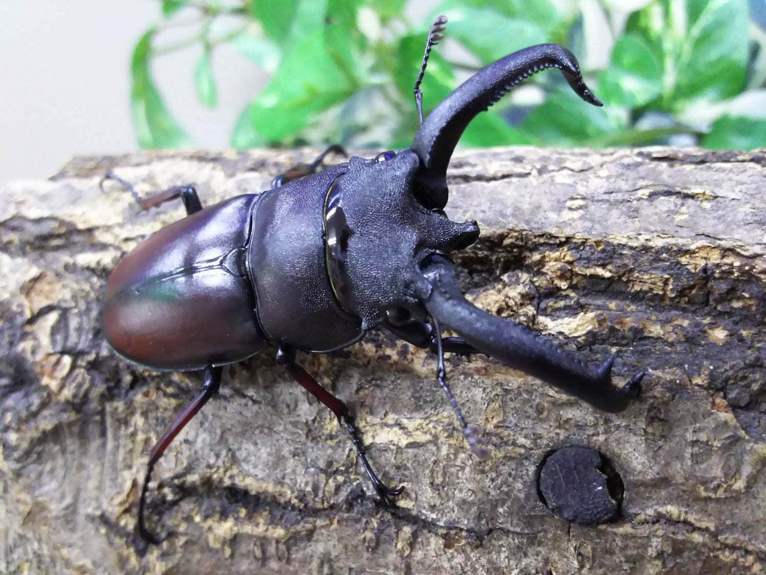 ペロッティシカクワガタ – クワガタムシ・カブトムシ昆虫専門店COLORS