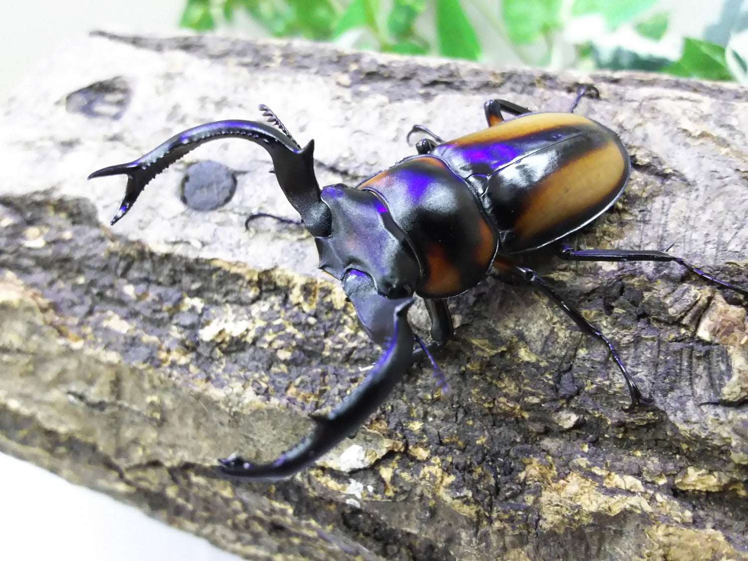 スペキオススシカクワガタ – クワガタムシ・カブトムシ昆虫専門店COLORS