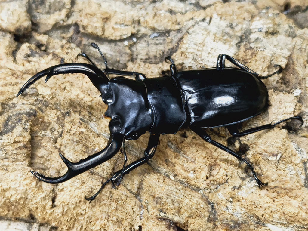 ウエストウッディカズミアエシカクワガタ♂標本