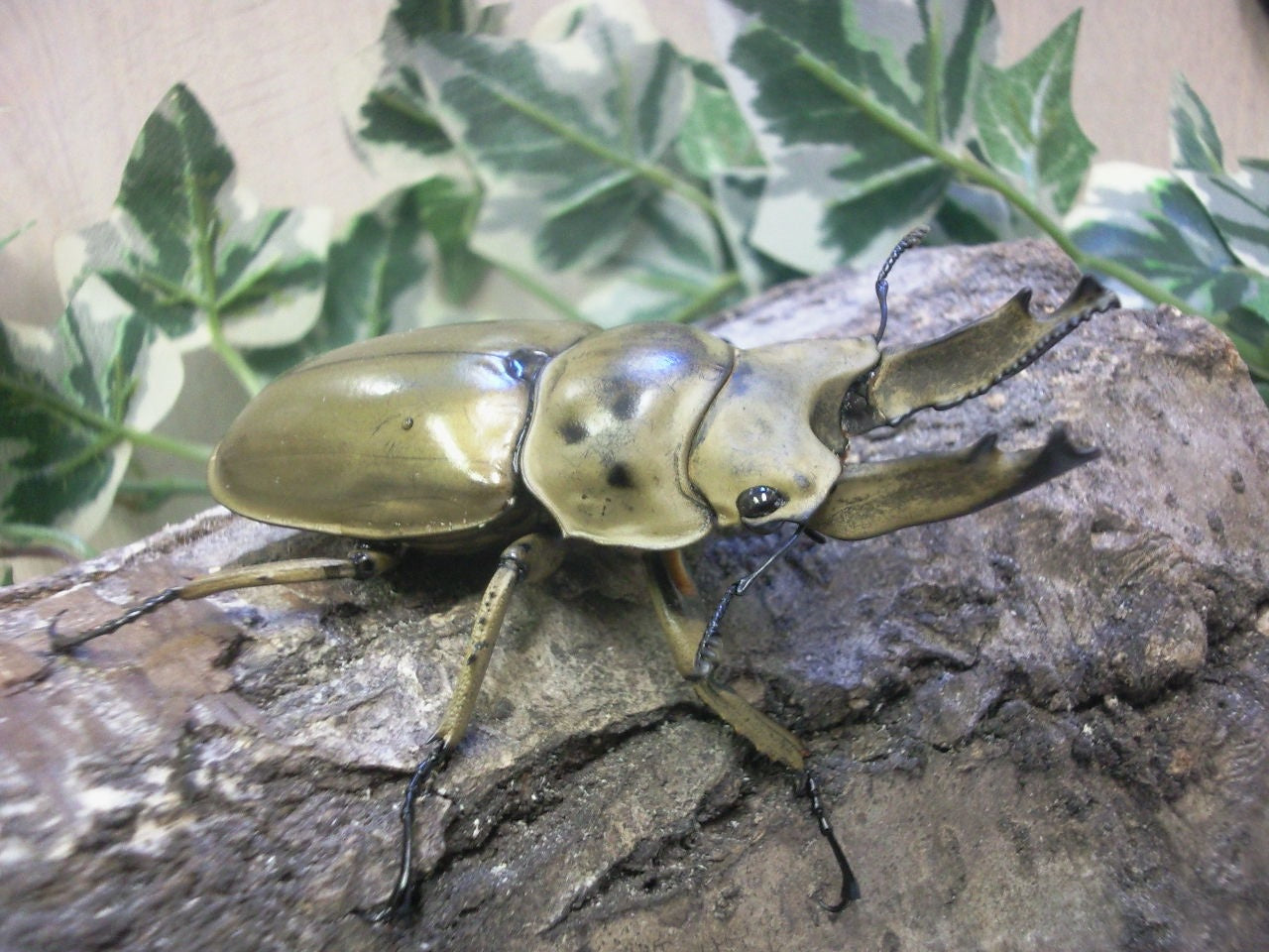 モセリオウゴンオニ – クワガタムシ・カブトムシ昆虫専門店COLORS