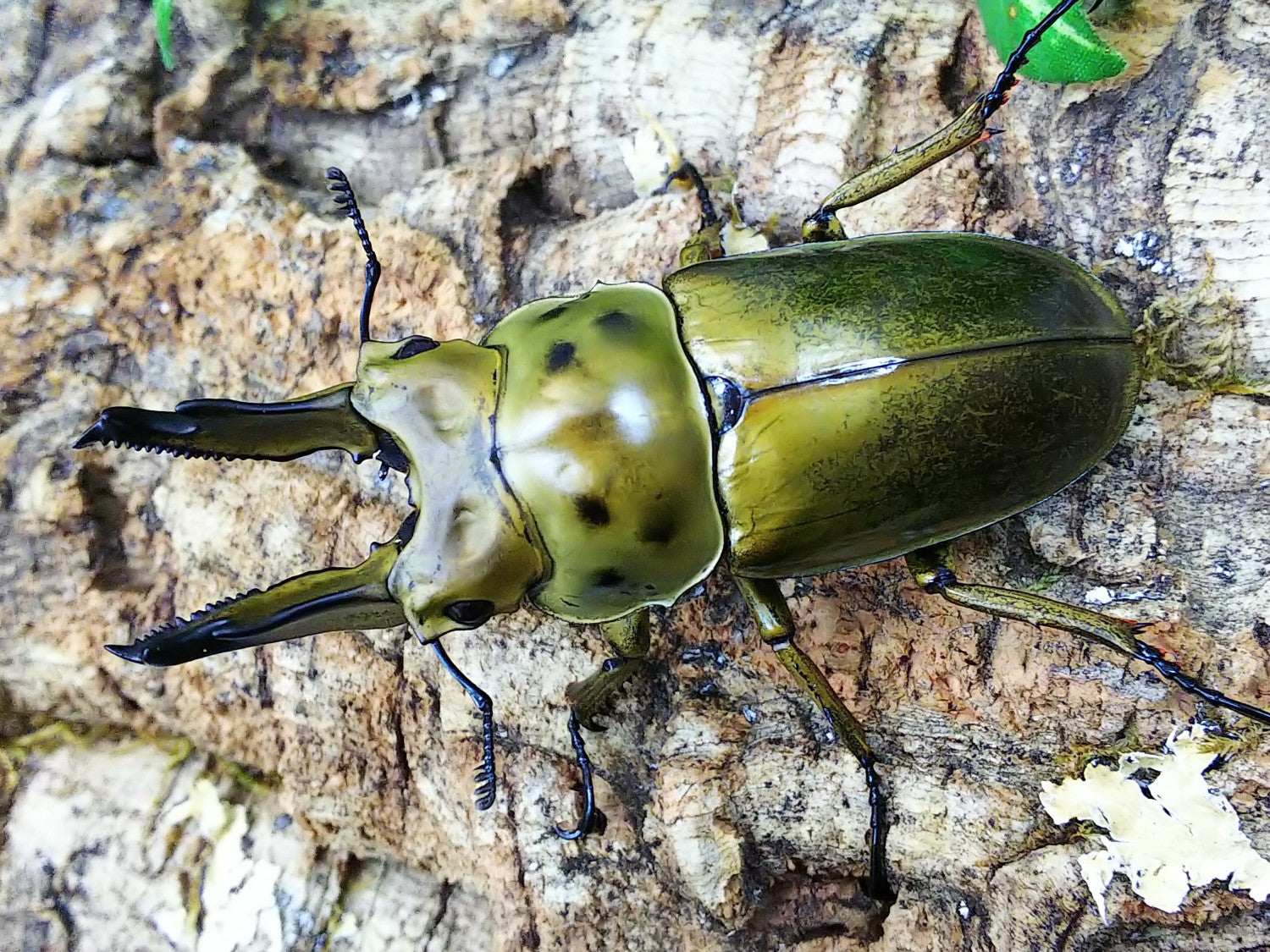 ババオウゴンオニ – クワガタムシ・カブトムシ昆虫専門店COLORS