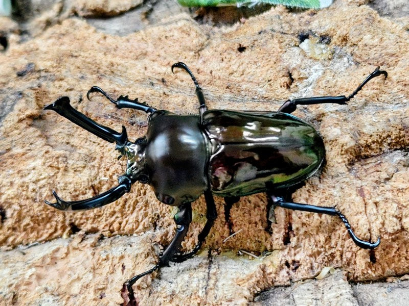 ニジイロクワガタ(ブラック血統) – クワガタムシ・カブトムシ昆虫専門