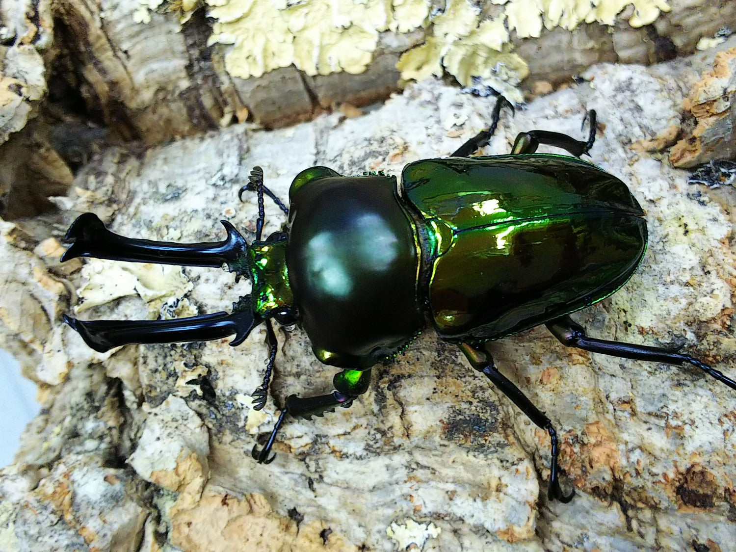 ニジイロクワガタ(グリーン血統) – クワガタムシ・カブトムシ昆虫専門