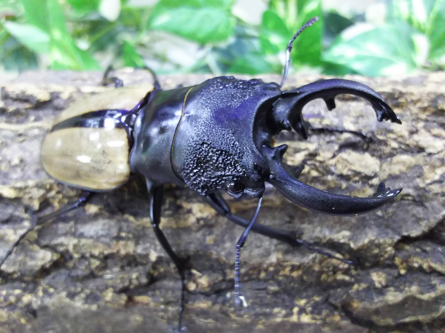 昆虫標本模型 ルデキンツヤクワガタ - メルカリ