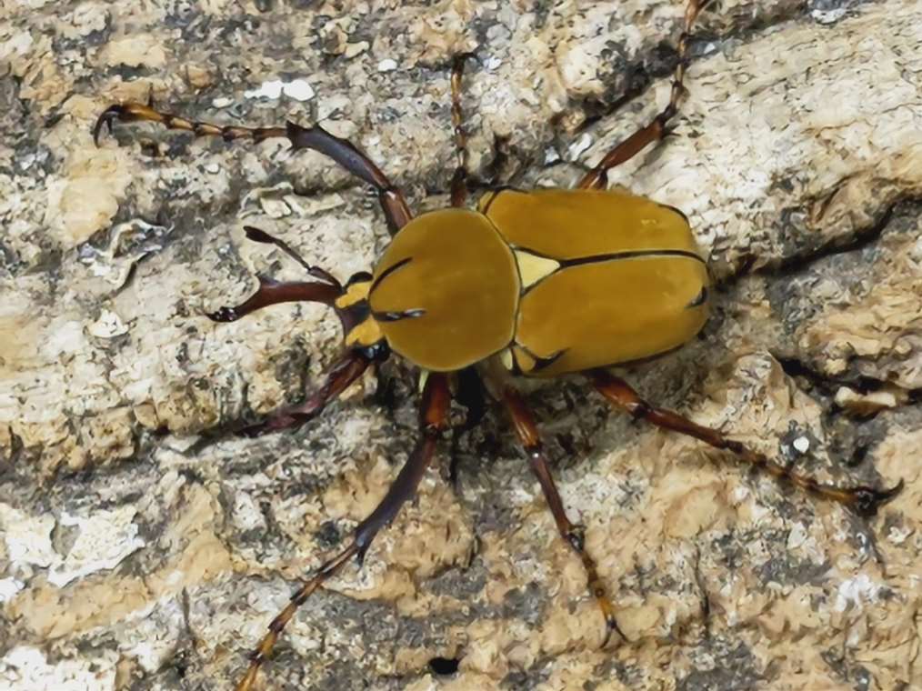 ワリックツノハナムグリ(台湾亜種) – クワガタムシ・カブトムシ昆虫専門店COLORS