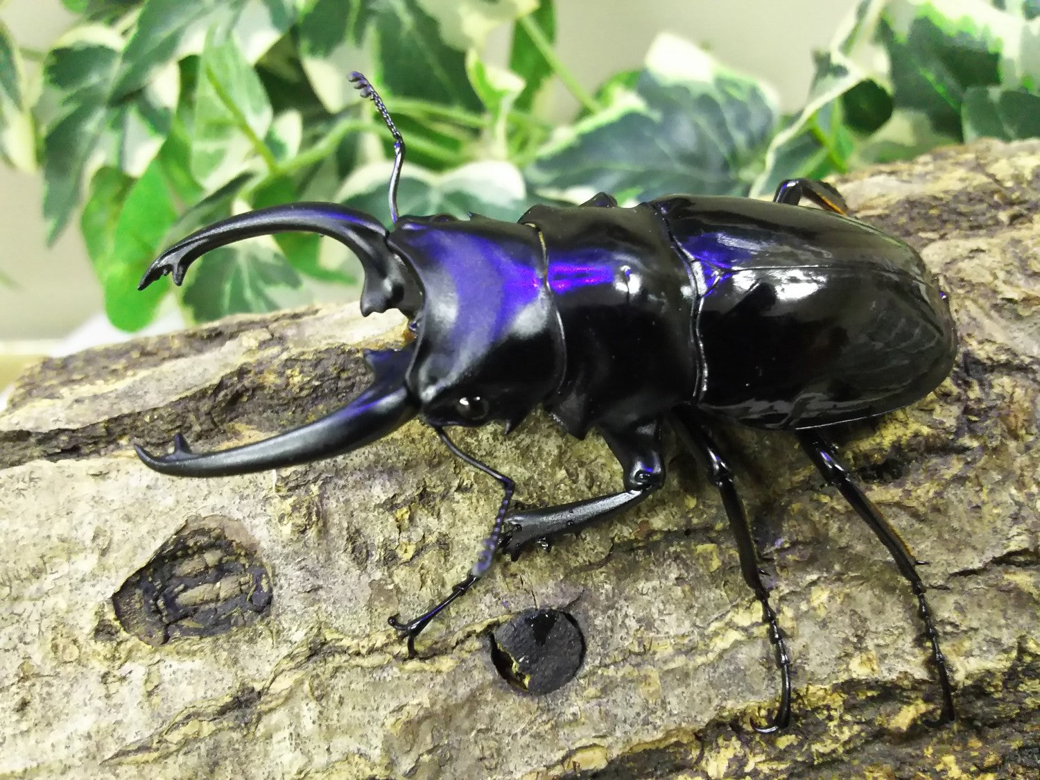 ダールマンツヤクワガタ亜種celebensis – クワガタムシ・カブトムシ