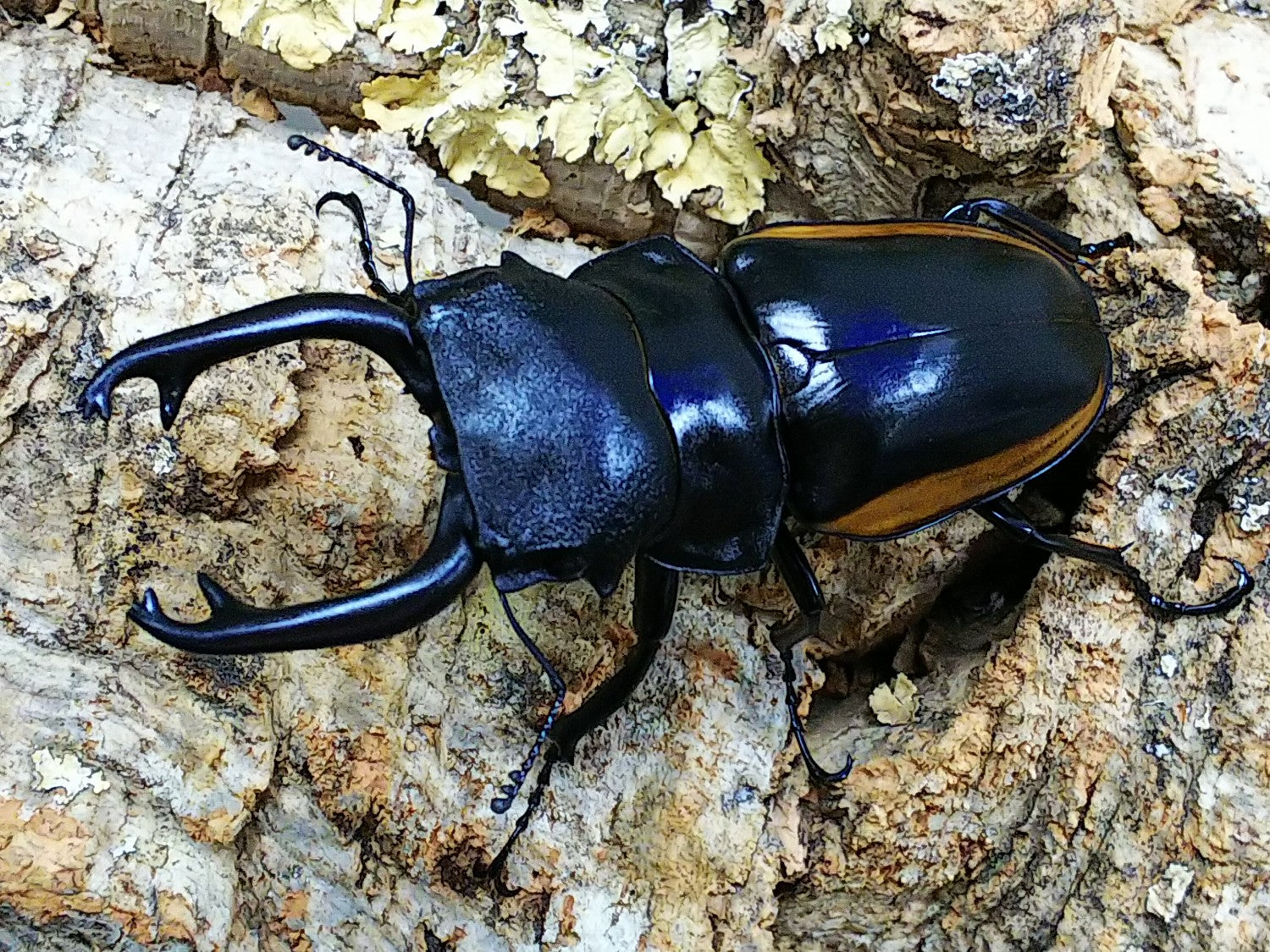 スチーブンスツヤクワガタ – クワガタムシ・カブトムシ昆虫専門店COLORS