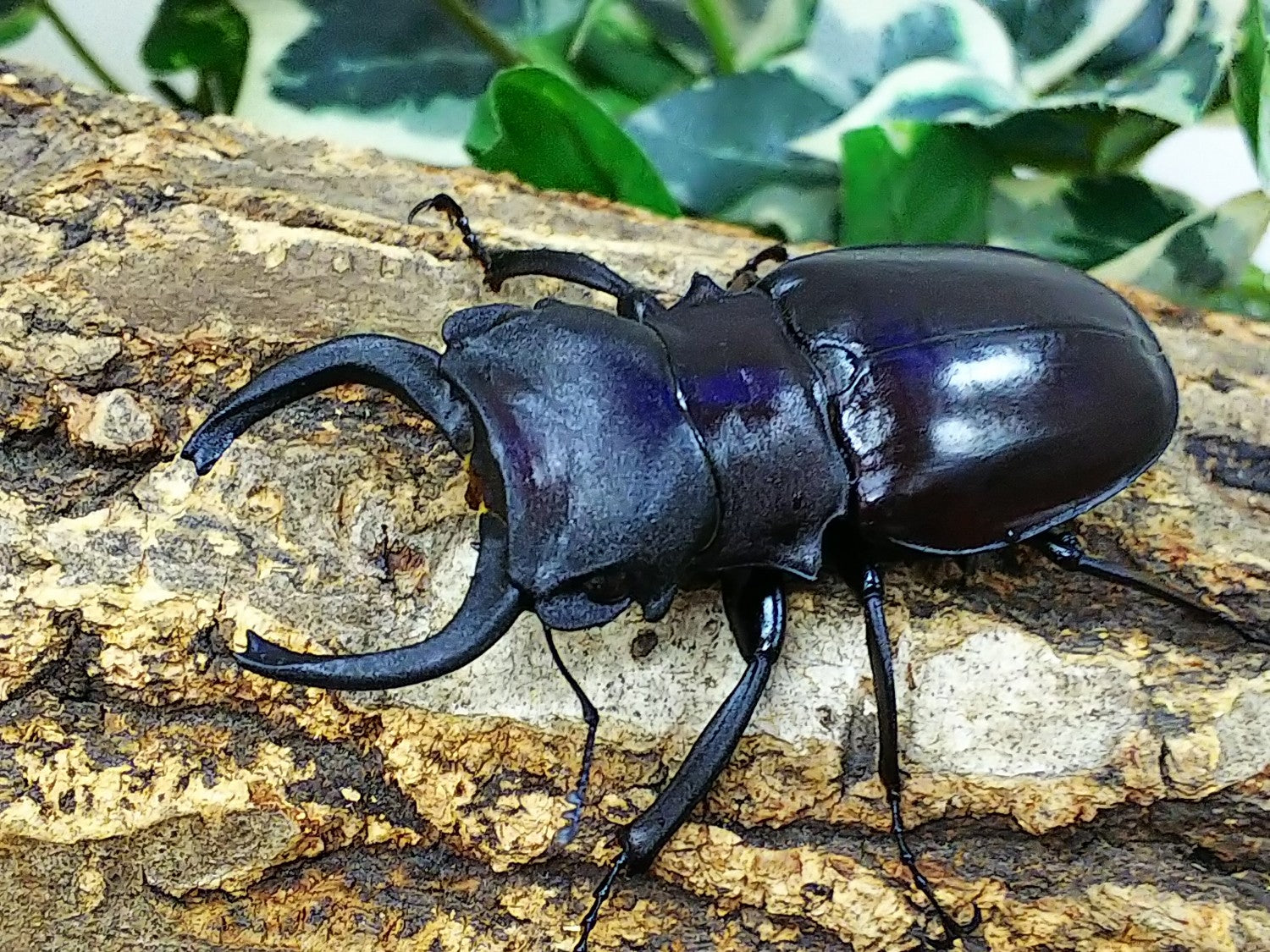 カメラツヤクワガタ – クワガタムシ・カブトムシ昆虫専門店COLORS