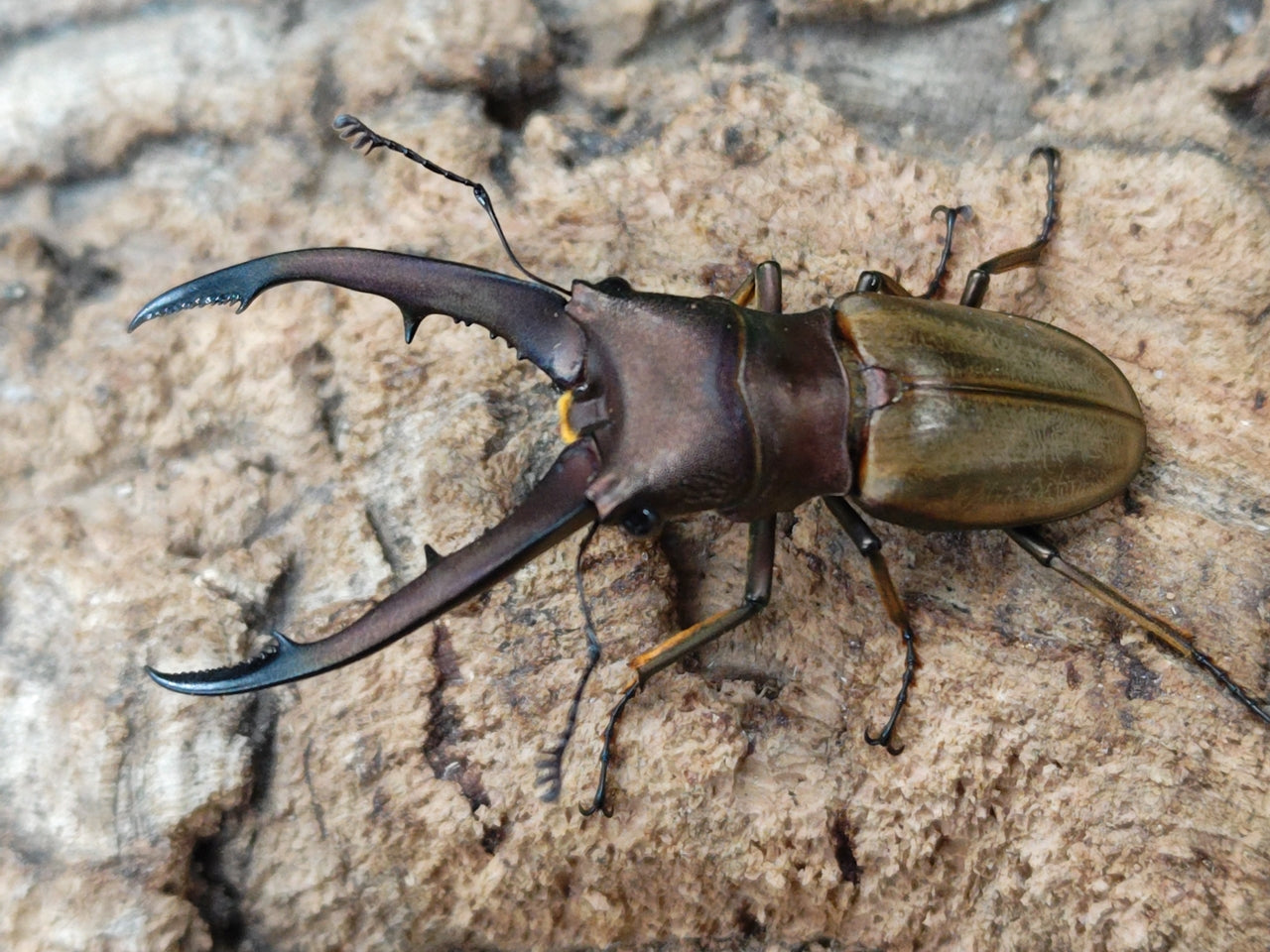 モンタネルスホソアカクワガタ – クワガタムシ・カブトムシ昆虫専門店