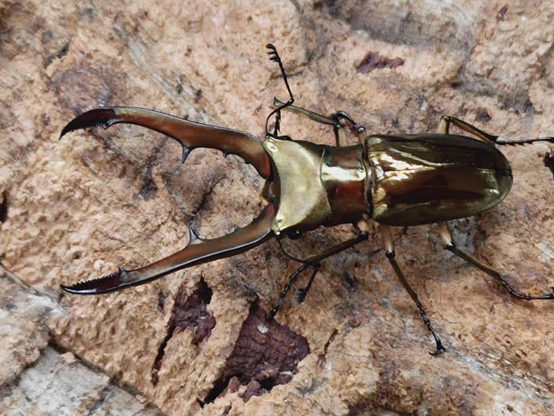 メタリフェルホソアカクワガタ(亜種sangirensis) – クワガタムシ