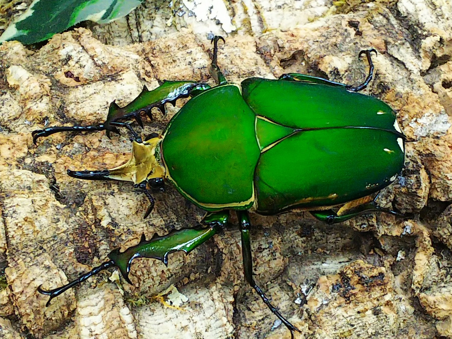 M.トルクアータ・インマキュリコリス – クワガタムシ・カブトムシ昆虫