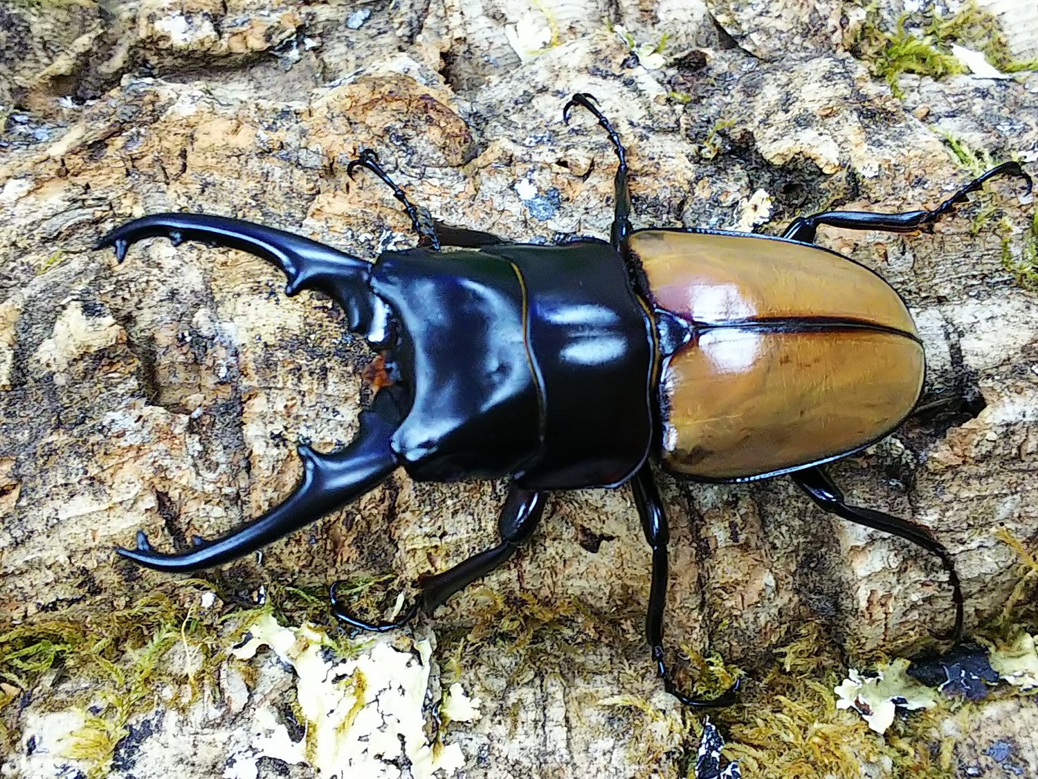 ラフェルトノコギリクワガタ – クワガタムシ・カブトムシ昆虫